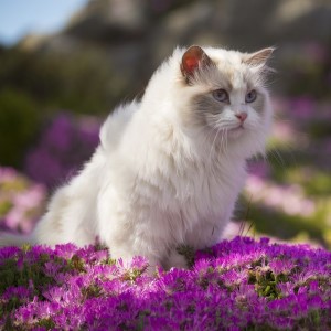 cat-profile